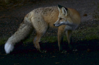 Картинка животные лисы лисичка