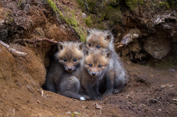 Картинка животные лисы лисичка