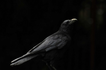 Картинка животные вороны +грачи +галки клюв ворон фон птица