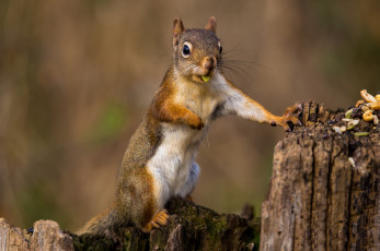 Картинка животные белки белка