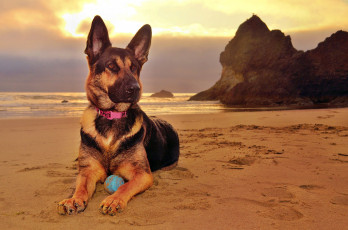 Картинка животные собаки песик