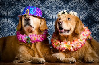 Картинка животные собаки песик