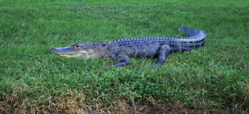 Картинка животные крокодилы челюсти