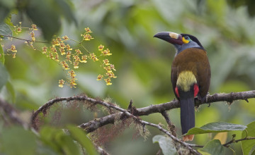 Картинка плоскоклювая+андигена животные птицы цветы ветки птица