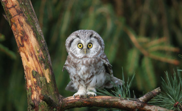 Картинка животные совы сосна птица ветка сова