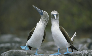 Картинка животные олуши камни пара лапы