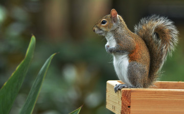 Картинка животные белки белка