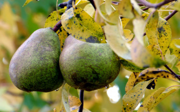 Картинка природа плоды груши