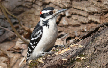 Картинка животные дятлы птица дятел щепки бревно