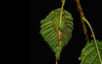 Картинка животные гусеницы