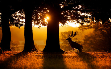 Картинка животные олени лань деревья силуэт рога