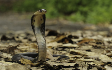 Картинка животные змеи +питоны +кобры змейка