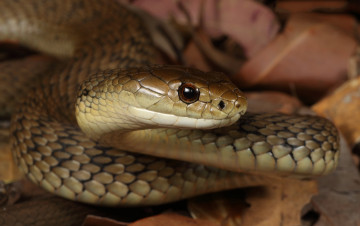 Картинка животные змеи +питоны +кобры змейка