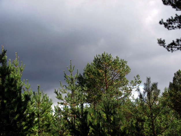 Обои картинки фото природа, деревья, сосны, ели