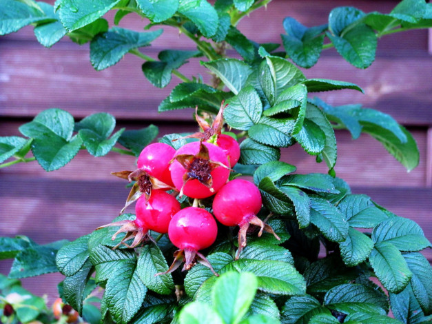 Обои картинки фото природа, Ягоды, шиповник