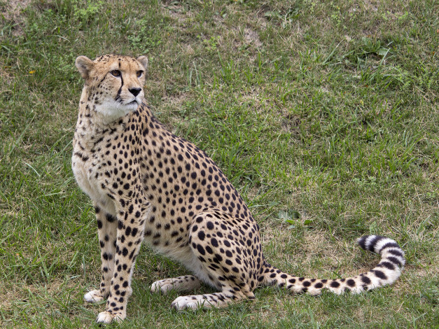 Обои картинки фото животные, гепарды, хищник