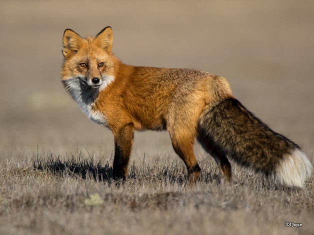 Обои картинки фото животные, лисы, лисичка