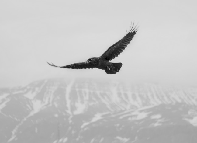 Обои картинки фото животные, вороны,  грачи,  галки, птица, полет, ворона