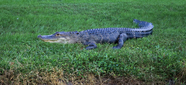 Обои картинки фото животные, крокодилы, челюсти