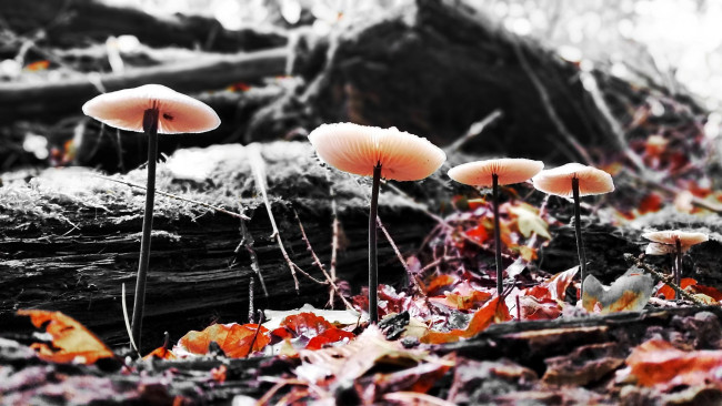 Обои картинки фото природа, грибы, семейка