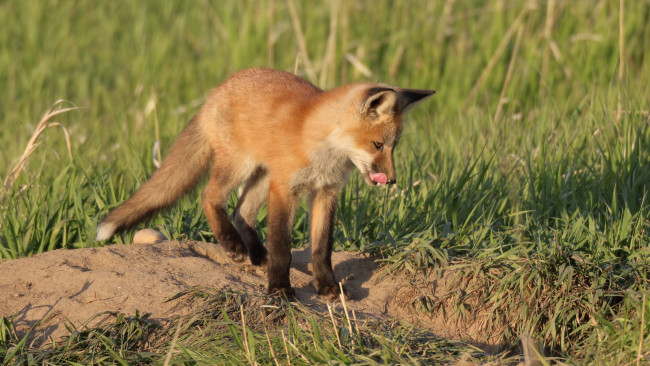 Обои картинки фото животные, лисы, лисичка