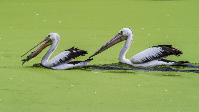 Обои картинки фото животные, пеликаны