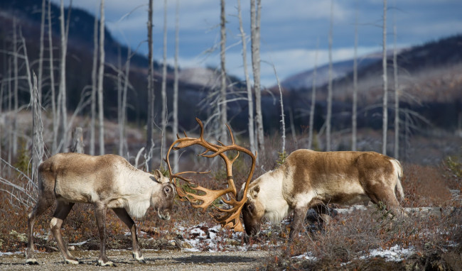 Обои картинки фото животные, олени