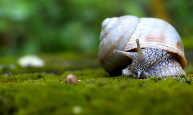 Обои картинки фото животные, улитки, раковина, мох, улитка