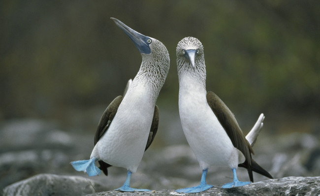 Обои картинки фото животные, олуши, камни, пара, лапы