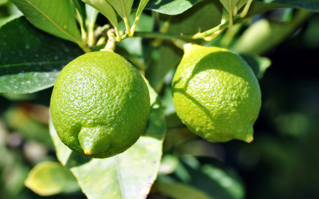 Обои картинки фото природа, плоды, лаймы