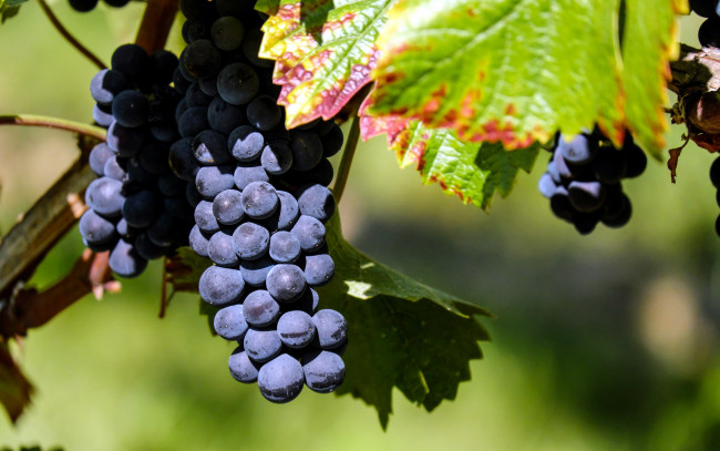 Обои картинки фото природа, Ягоды,  виноград, грозди