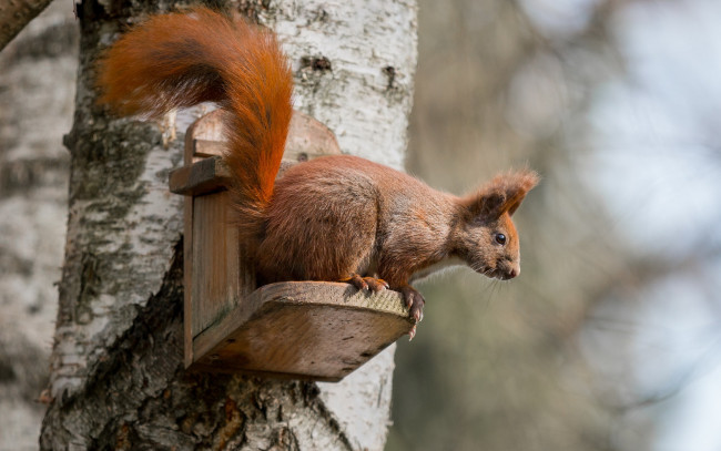 Обои картинки фото животные, белки, дерево, белка, природа