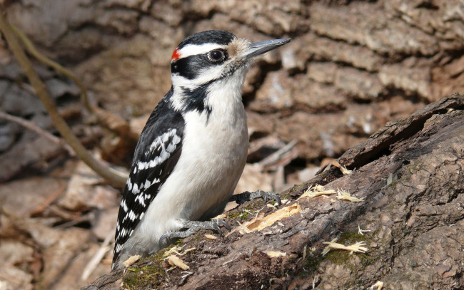 Обои картинки фото животные, дятлы, птица, дятел, щепки, бревно