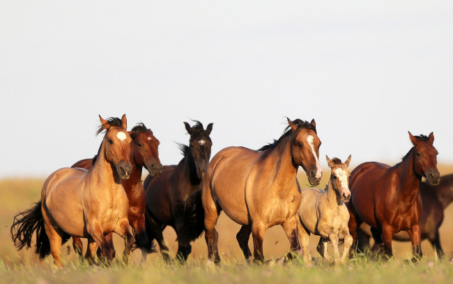Обои картинки фото животные, лошади, бег, поле