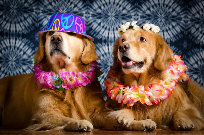 Обои картинки фото животные, собаки, песик