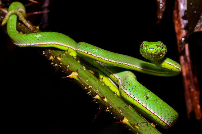 Обои картинки фото животные, змеи,  питоны,  кобры, змейка