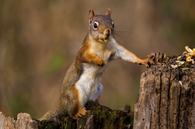 Обои картинки фото животные, белки, белка
