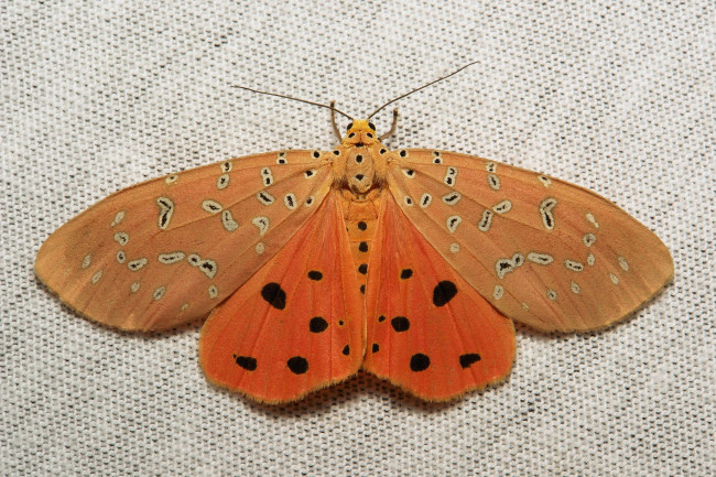 Обои картинки фото животные, бабочки,  мотыльки,  моли, бабочка