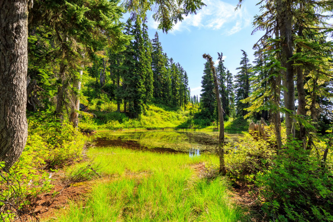 Обои картинки фото природа, лес, река