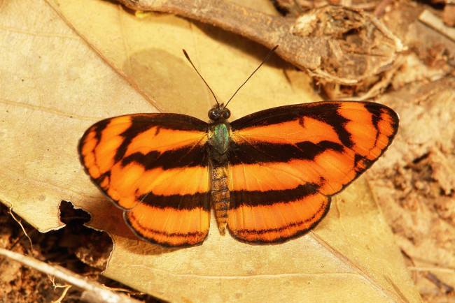 Обои картинки фото животные, бабочки,  мотыльки,  моли, бабочка