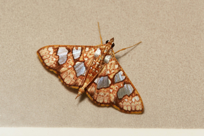 Обои картинки фото животные, бабочки,  мотыльки,  моли, моль