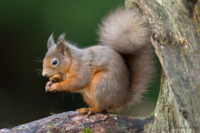 Обои картинки фото животные, белки, белка