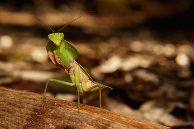 Обои картинки фото животные, богомолы, богомол