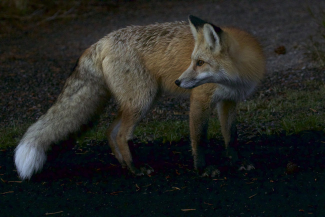 Обои картинки фото животные, лисы, лисичка