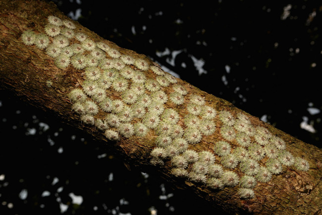 Обои картинки фото животные, насекомые, макро, ветка