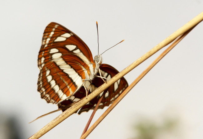 Обои картинки фото животные, бабочки,  мотыльки,  моли, бабочка