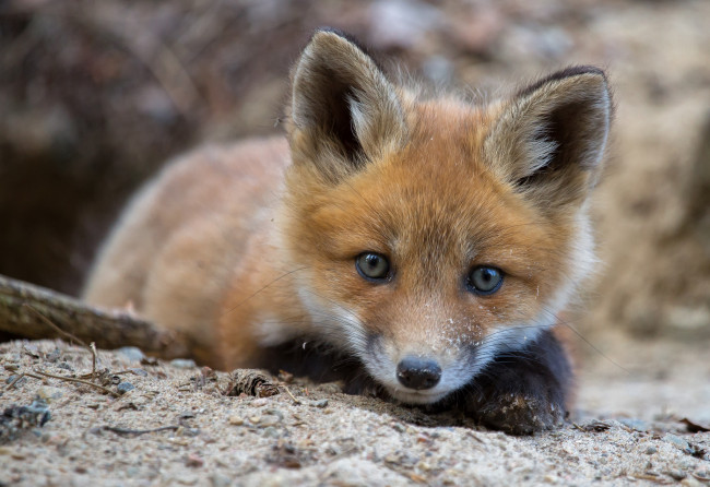 Обои картинки фото животные, лисы, лисичка