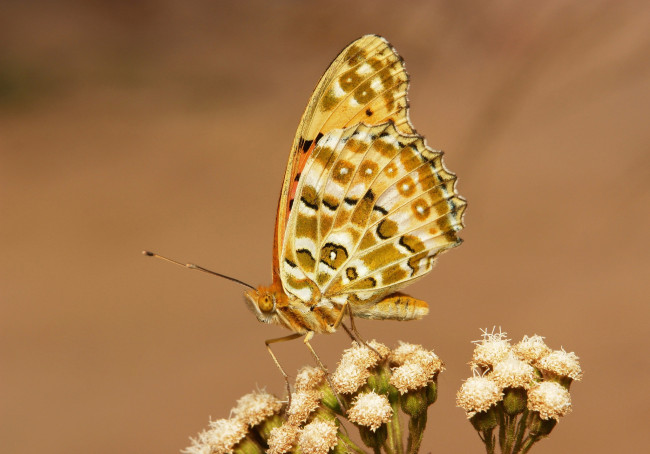 Обои картинки фото животные, бабочки,  мотыльки,  моли, бабочка