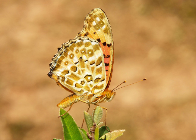 Обои картинки фото животные, бабочки,  мотыльки,  моли, бабочка