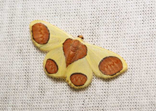 Обои картинки фото животные, бабочки,  мотыльки,  моли, бабочка